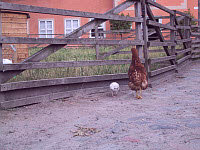 Hühner im Hofgelände